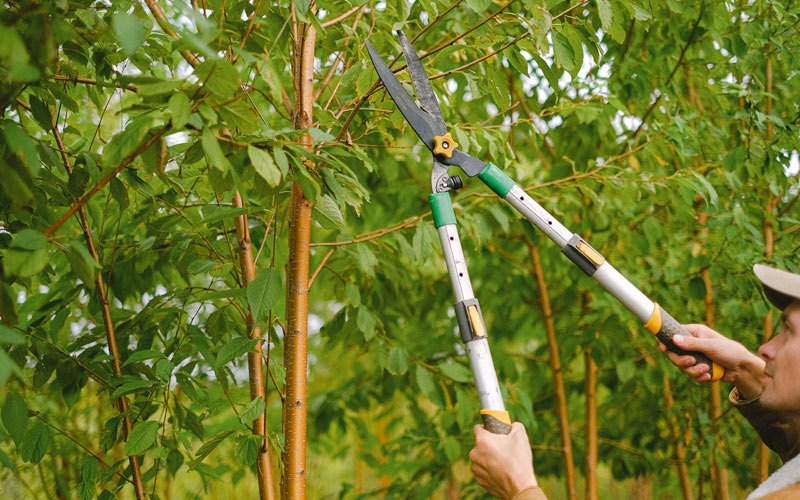 Tree trimming in Rice, MN