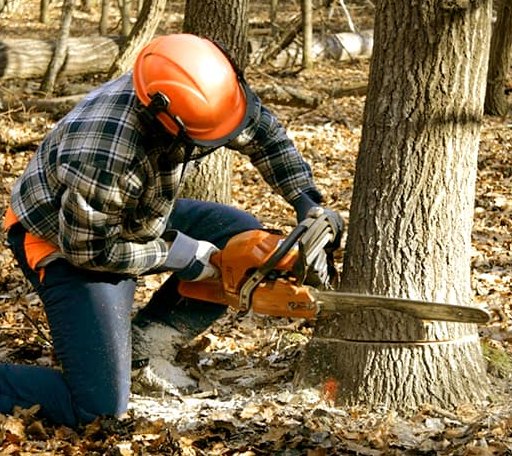 Tree Removal in Rice, MN